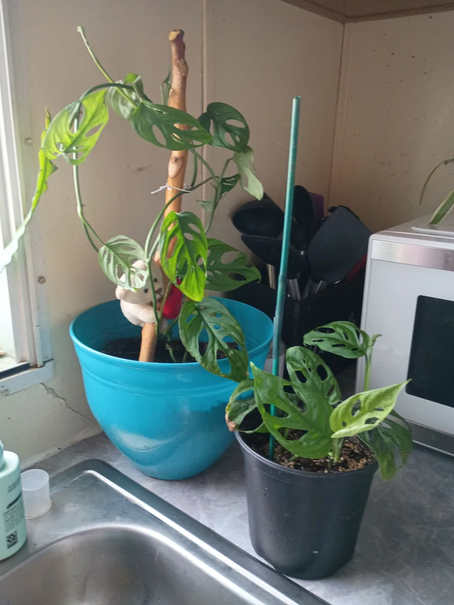 Sherri's Monstera plants on her kitchen windowsill